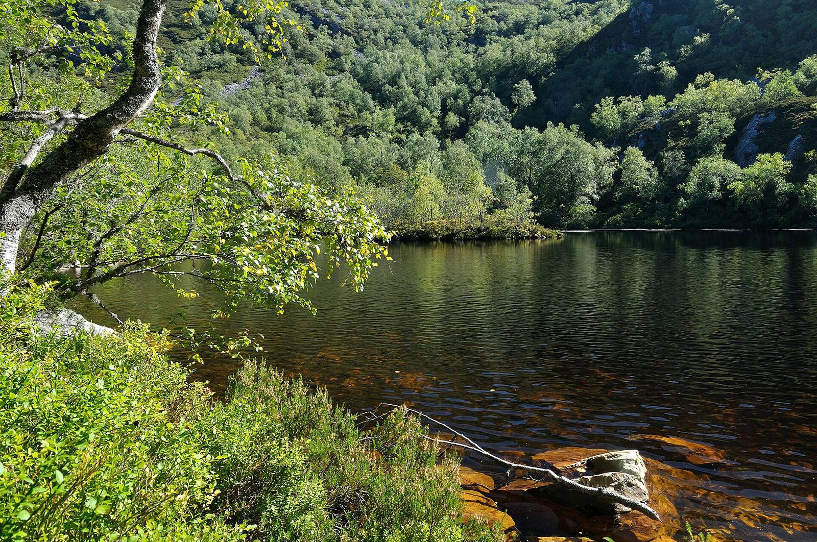 Laguna oscura y transparente rodeada de robledal en el bosque de Muniellos, en verano