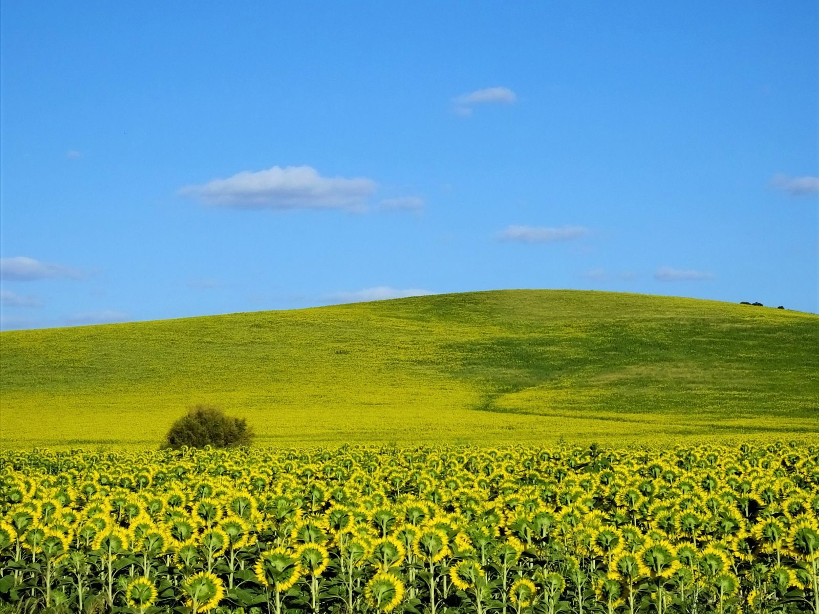 Campo de girasoles en flor bajo un cielo azul, en la campiña andaluza