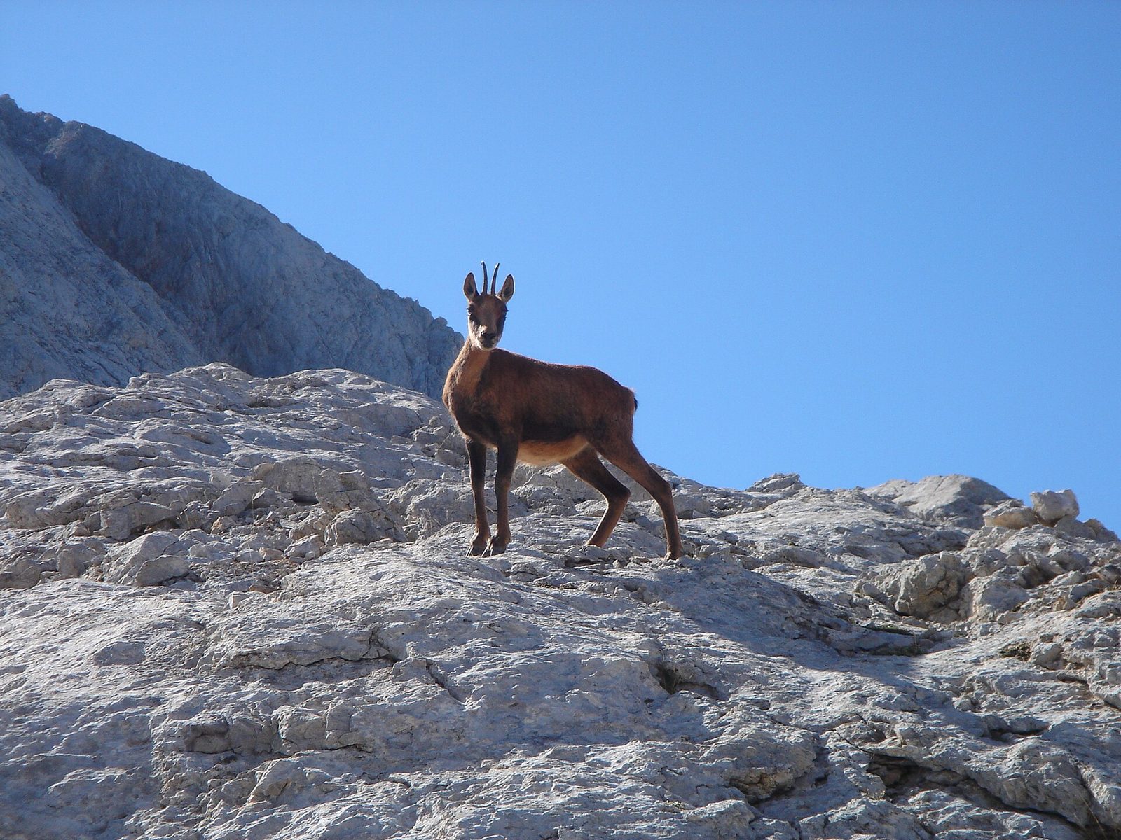 Un rebeco cantábrico de pie sobre la roca caliza, en la alta montaña de los Picos de Europa, con la cresta y el cielo detrás