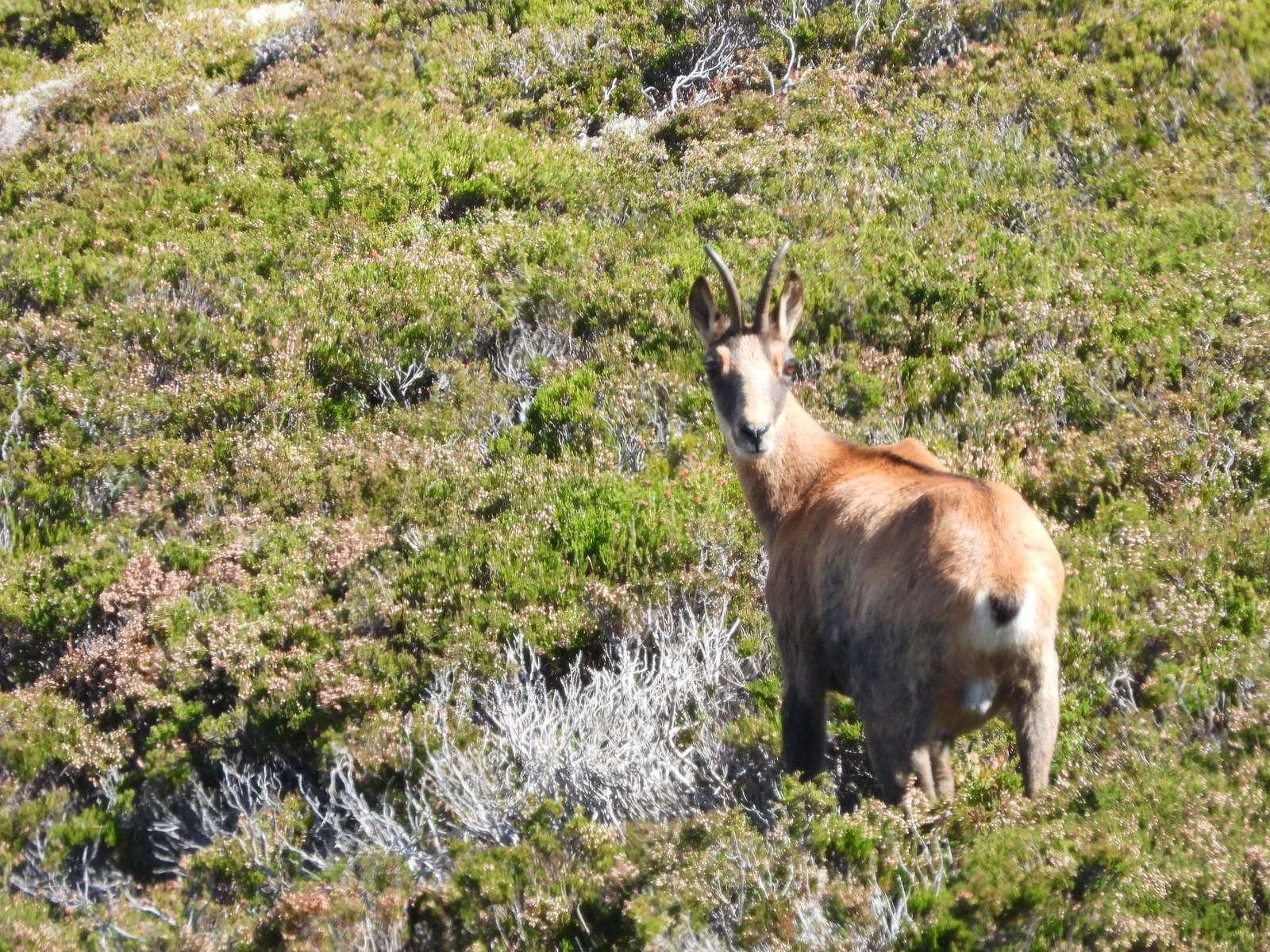 Un rebeco cantábrico mira a cámara entre brezo en flor, en la montaña sobre la casa